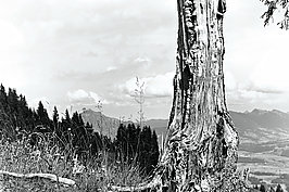 Bernhard Saalfeld - Todholz